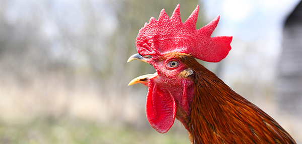 a rooster with brown plumage is crowing against the background of nature outdoor. space for text
