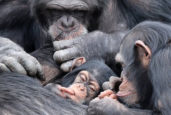 Baby chimpanzee (Pan troglodytes) and parent in natural habitat
