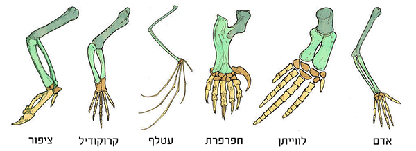 שלד זרוע של שישה מיני חולייתנים
