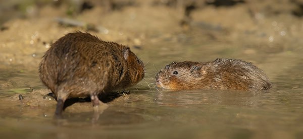 Water vole swimming near a mouse in water