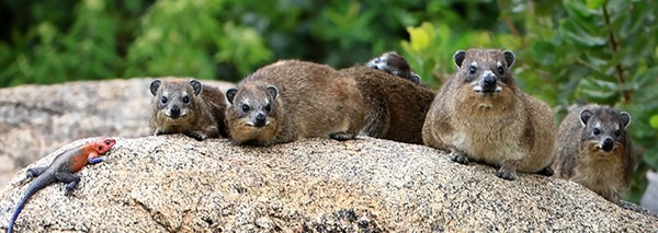 Hyrax animals and a lizard on a rock in Savanna in Tanzania