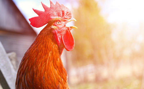 a rooster with brown plumage is crowing against the background of nature outdoor. space for text. flare
