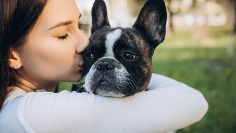girl holding french bulldog in her arms. girl kissing and having fun with her dog