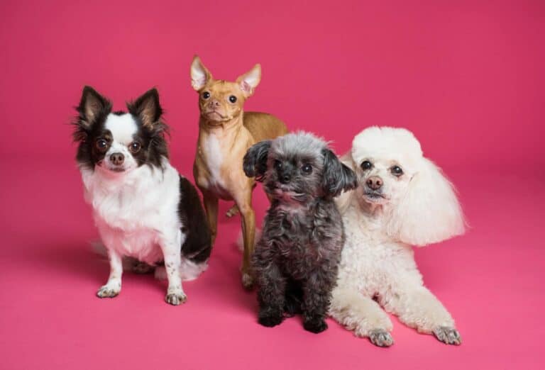 Different Puppies