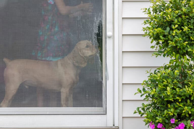 Golden cocker spaniel eyeing a damaged screen door opening