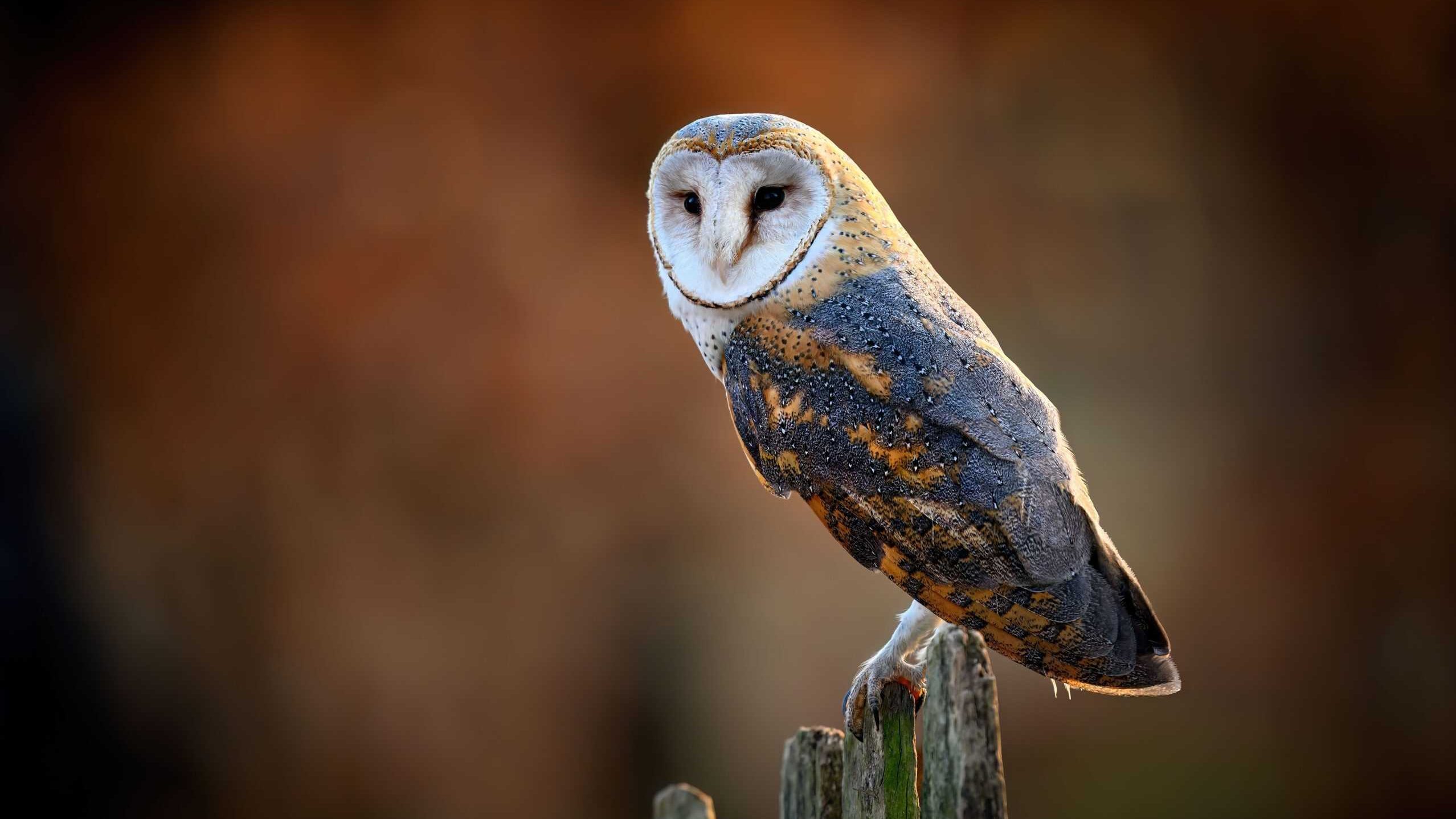 Barn owl close up