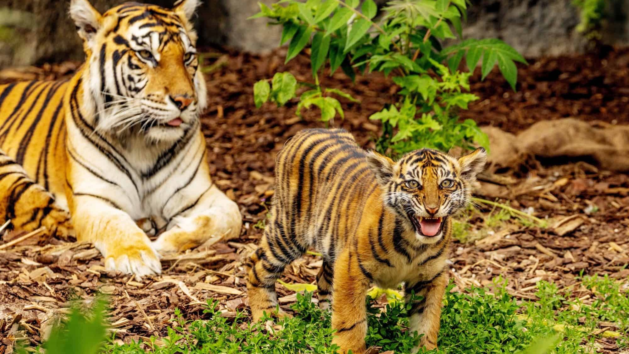 Tiger cubs playing with his mother,sumatra tiger Panthera tigris. small funny playful cubs and two adult tigers. Tiger family