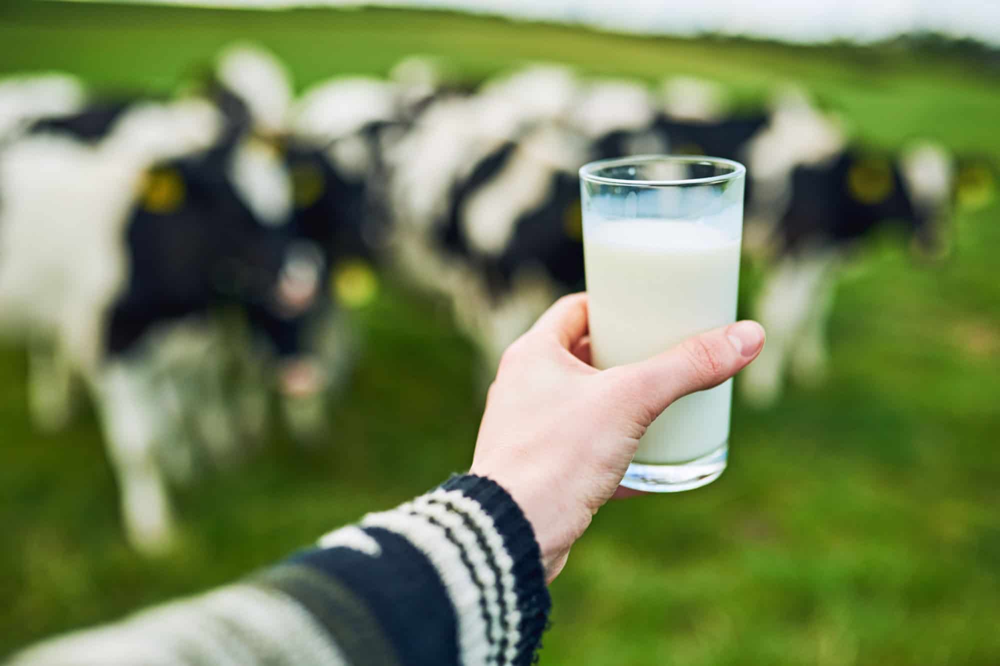 Countryside, hand and person with glass of milk, fresh drink and nutrition for vitamin d of cows. Outdoor, business owner and farmer on farm with cattle, livestock and animals for dairy production