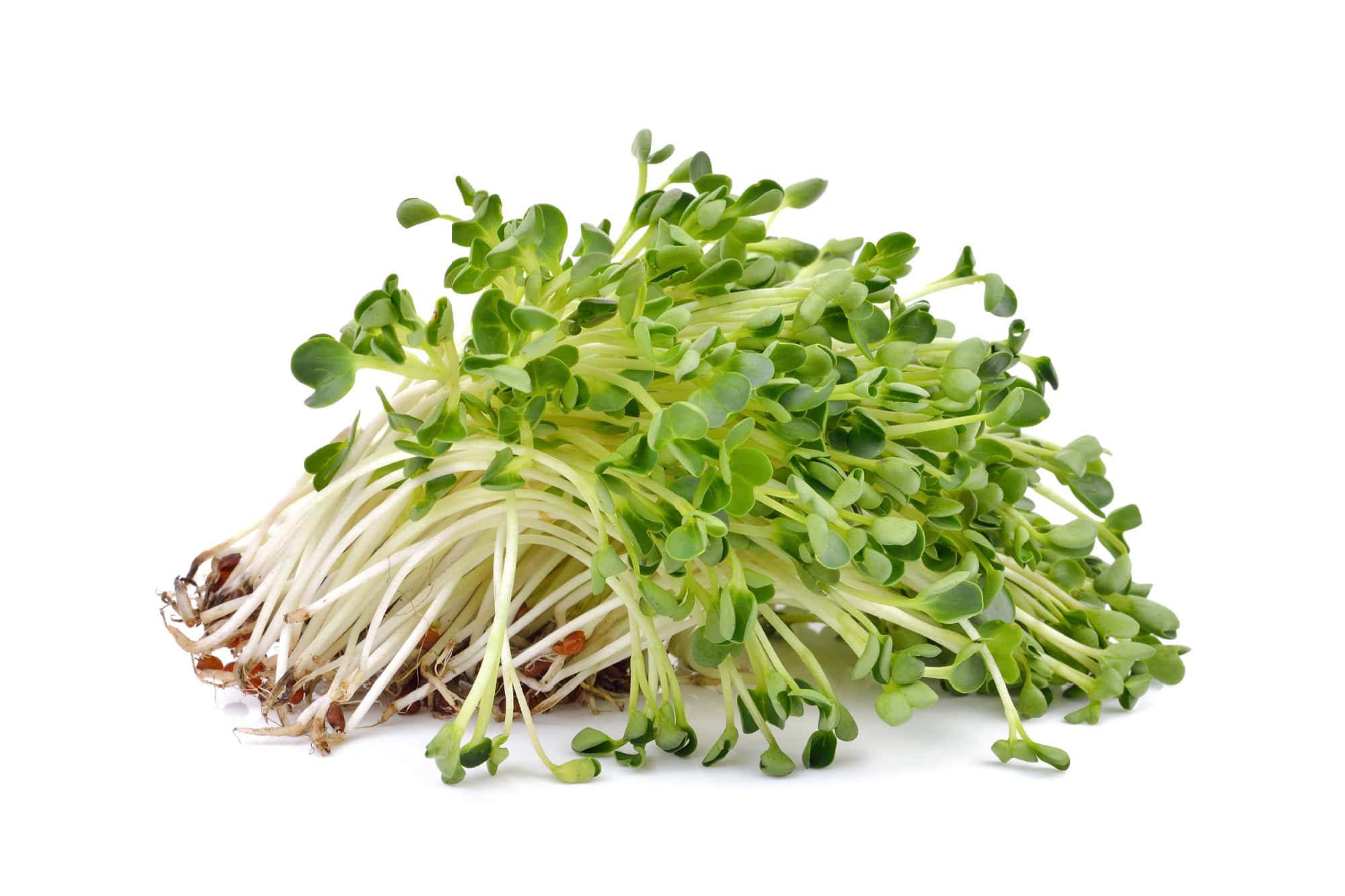 heap of alfalfa sprouts on white background