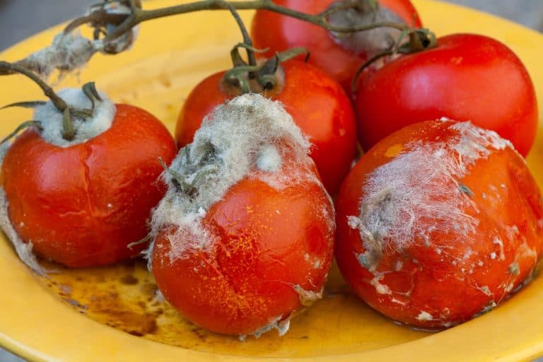 Rotten tomatoes on vine with white mold