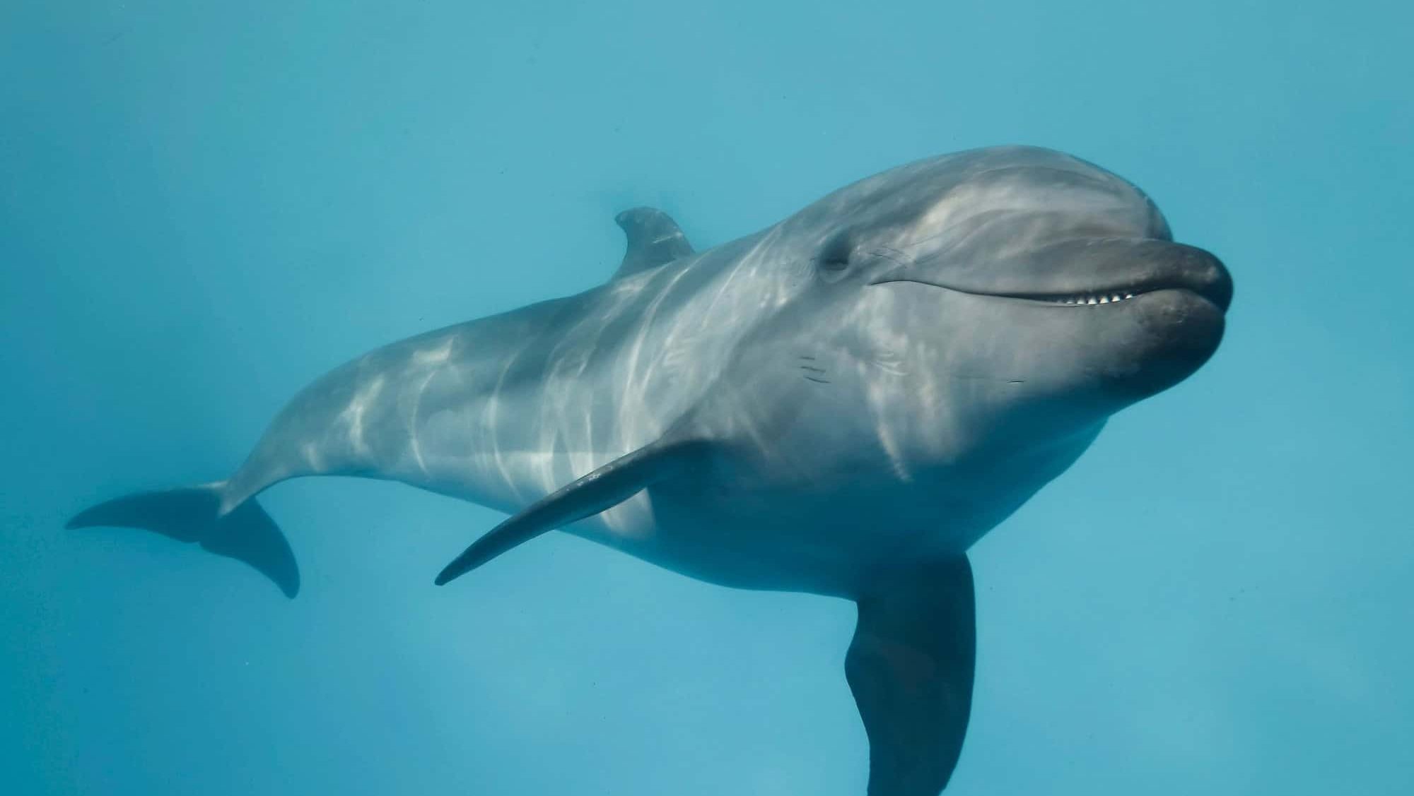 Young curious bottlenose dolphin looks at in the camera and smiles. Dolphin Selfie. Close up