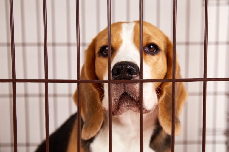 A beagle dog in an iron cage for pets.