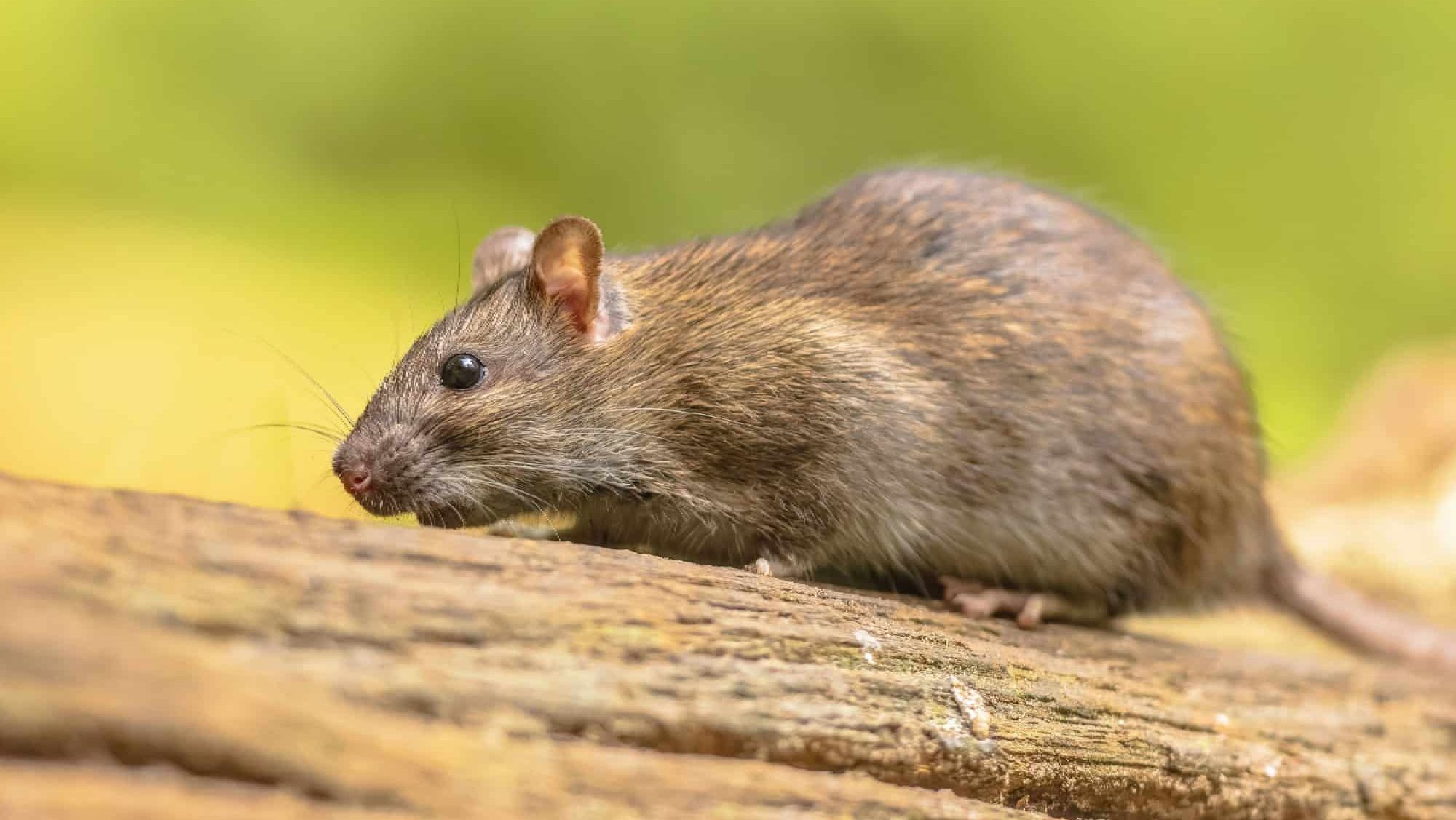 Brown rat (Rattus norvegicus) walking in grass on bank at night.