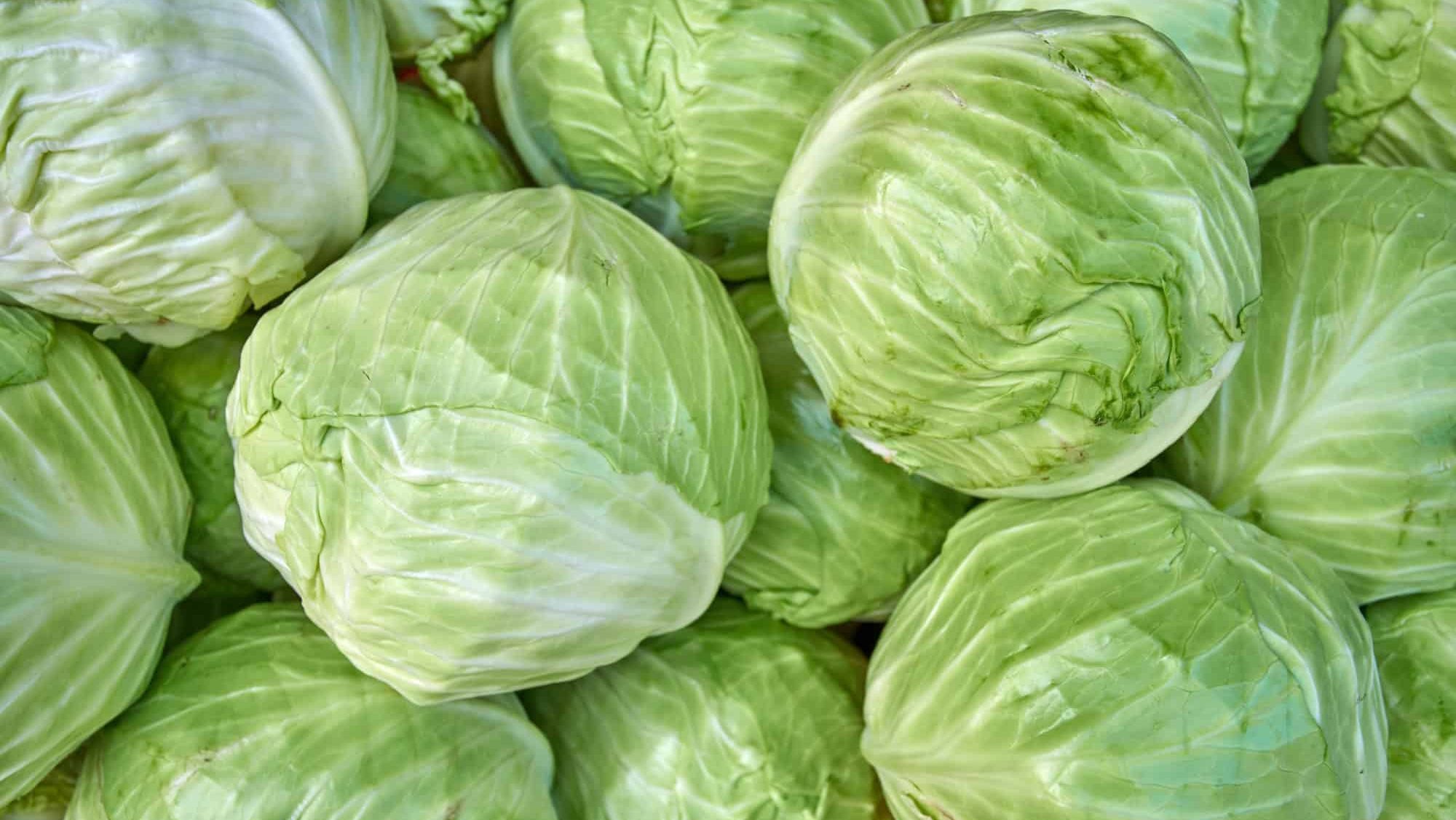 Cabbages in field