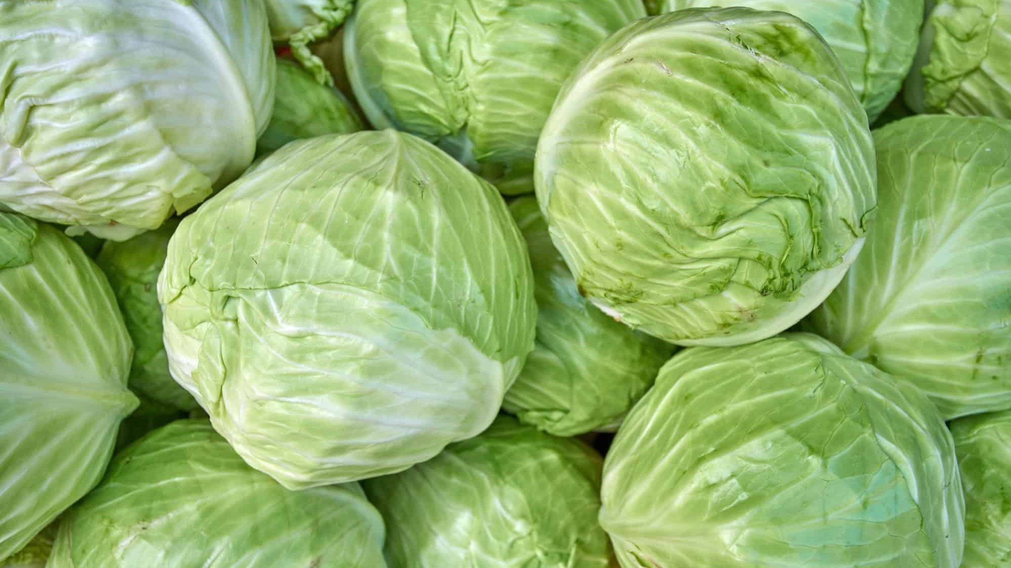Cabbages in field