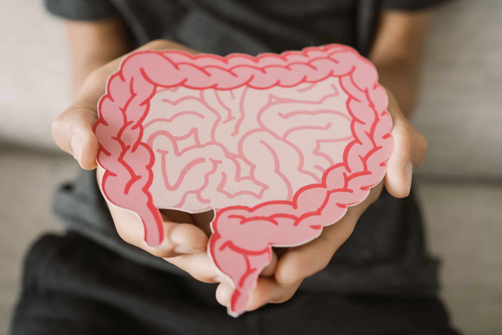 hands holding intestine shape, healthy bowel digestion, leaky gut, probiotic and prebiotic for gut health, colon, gastric, stomach cancer concept
