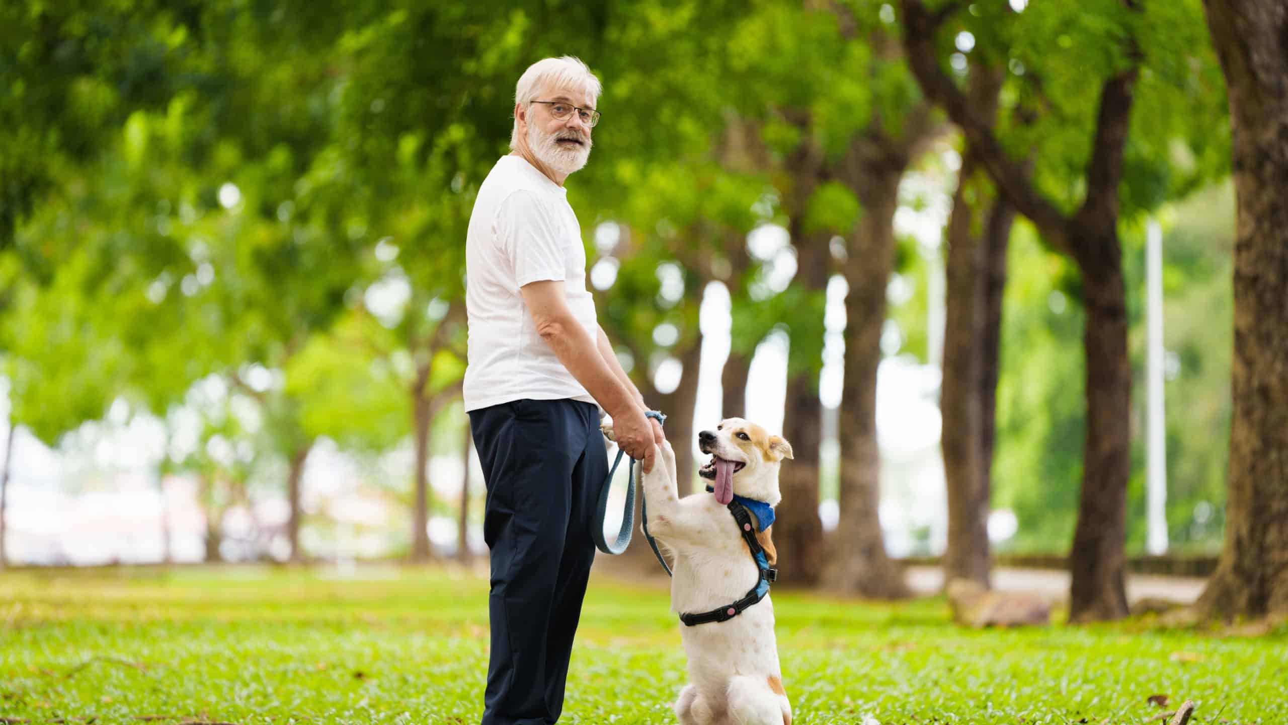 Senior man walking his dog. Active retirement. Man playing with puppy in sunny summer park. Retired man and his pet. Love and friendship.