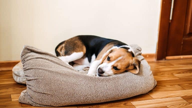 Puppy Diseases, Common Illnesses to Watch for in Puppies. Sick Beagle Puppy is lying on dog bed on the floor. Sad sick beagle at home
