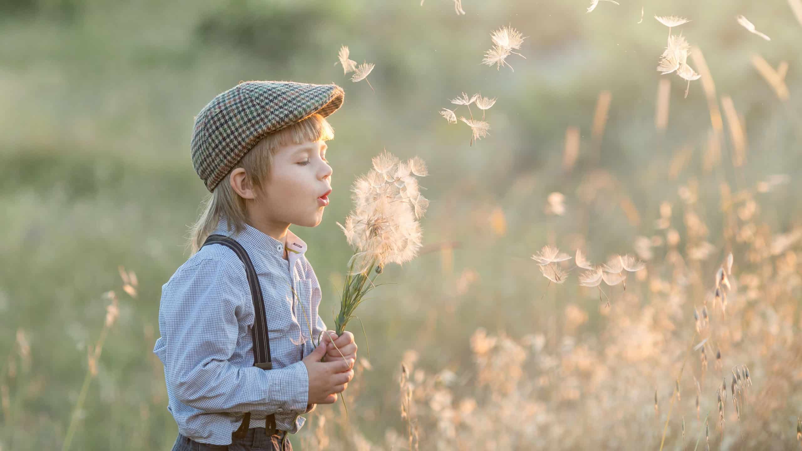 A happy boy blows on a bouquet of white dandelions on a sunny summer evening in a field, the fluff from it flies. The concept of outdoor recreation in childhood