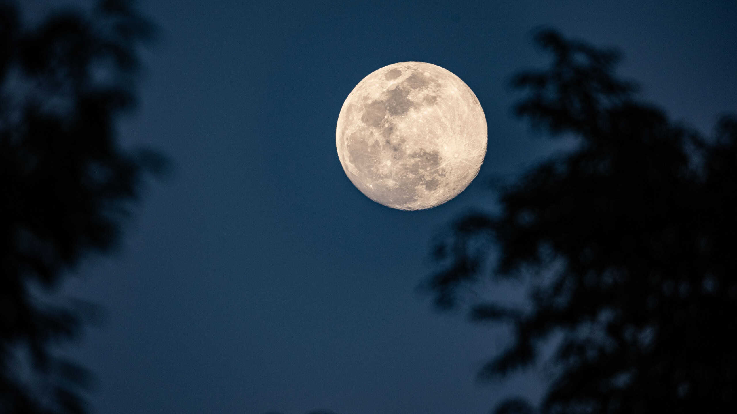 Full moon night sky dark blue glowing moon moonlight lunar surface astronomy outdoors nature silhouette tree evening sky twilight serene calm peaceful quiet celestial space round circle bright