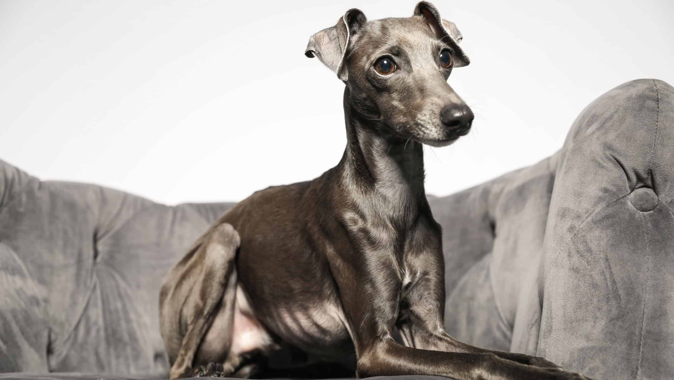 Italian Greyhound dog on armchair against light background