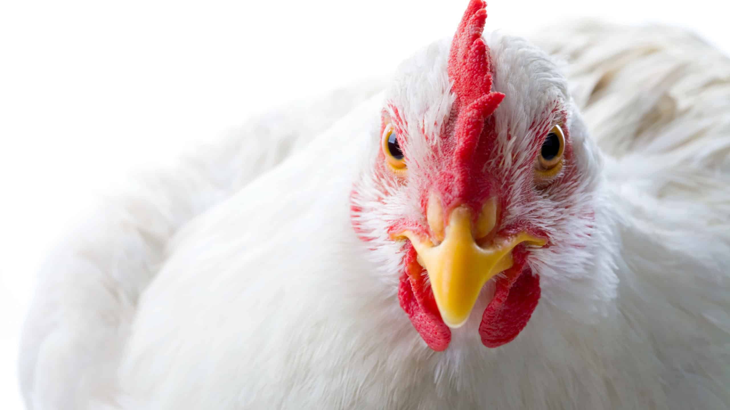 Close-up of white chicken looking at camera in studio
