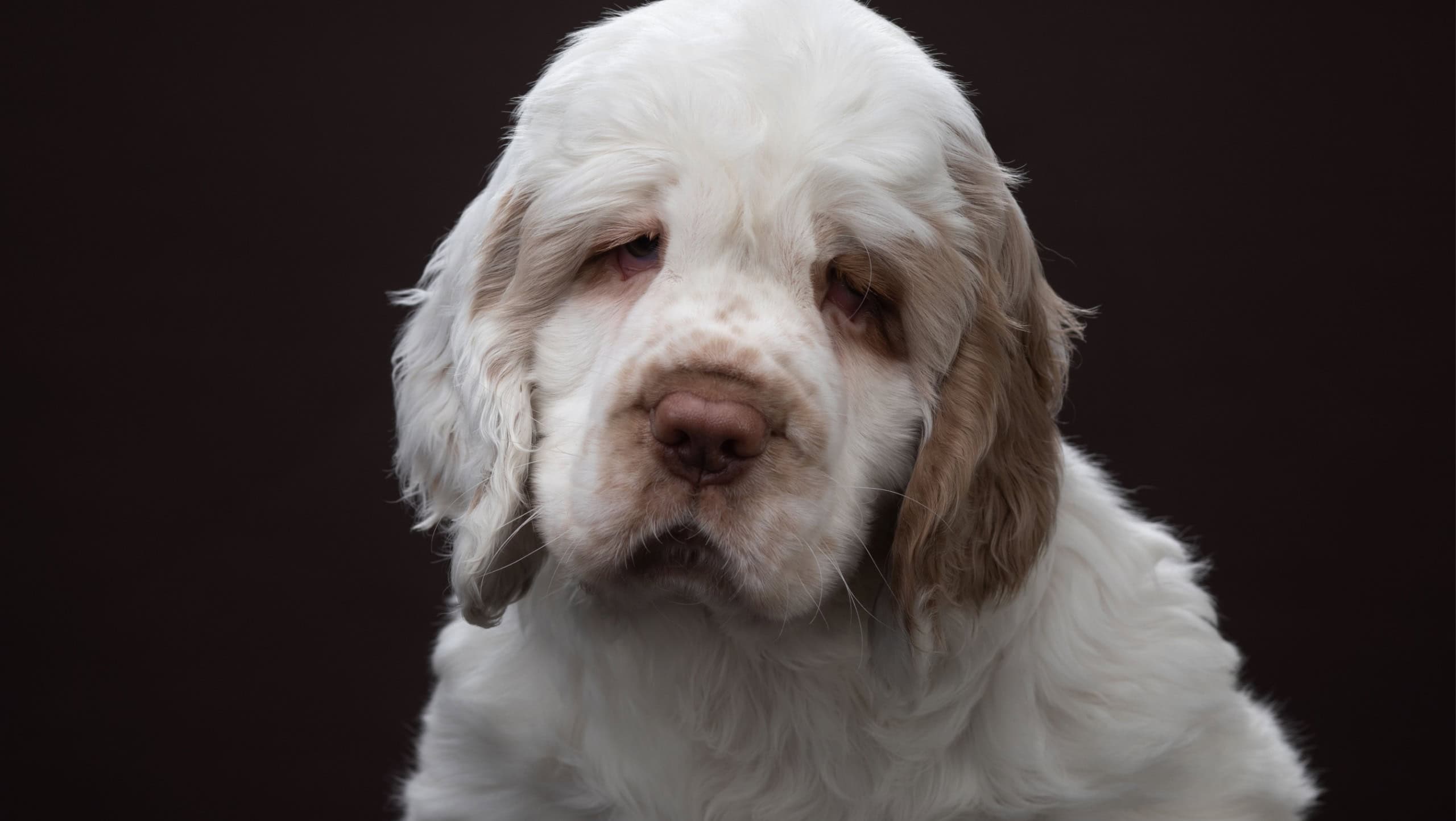 puppy portrait on brown background. dog clumber spaniel in studio
