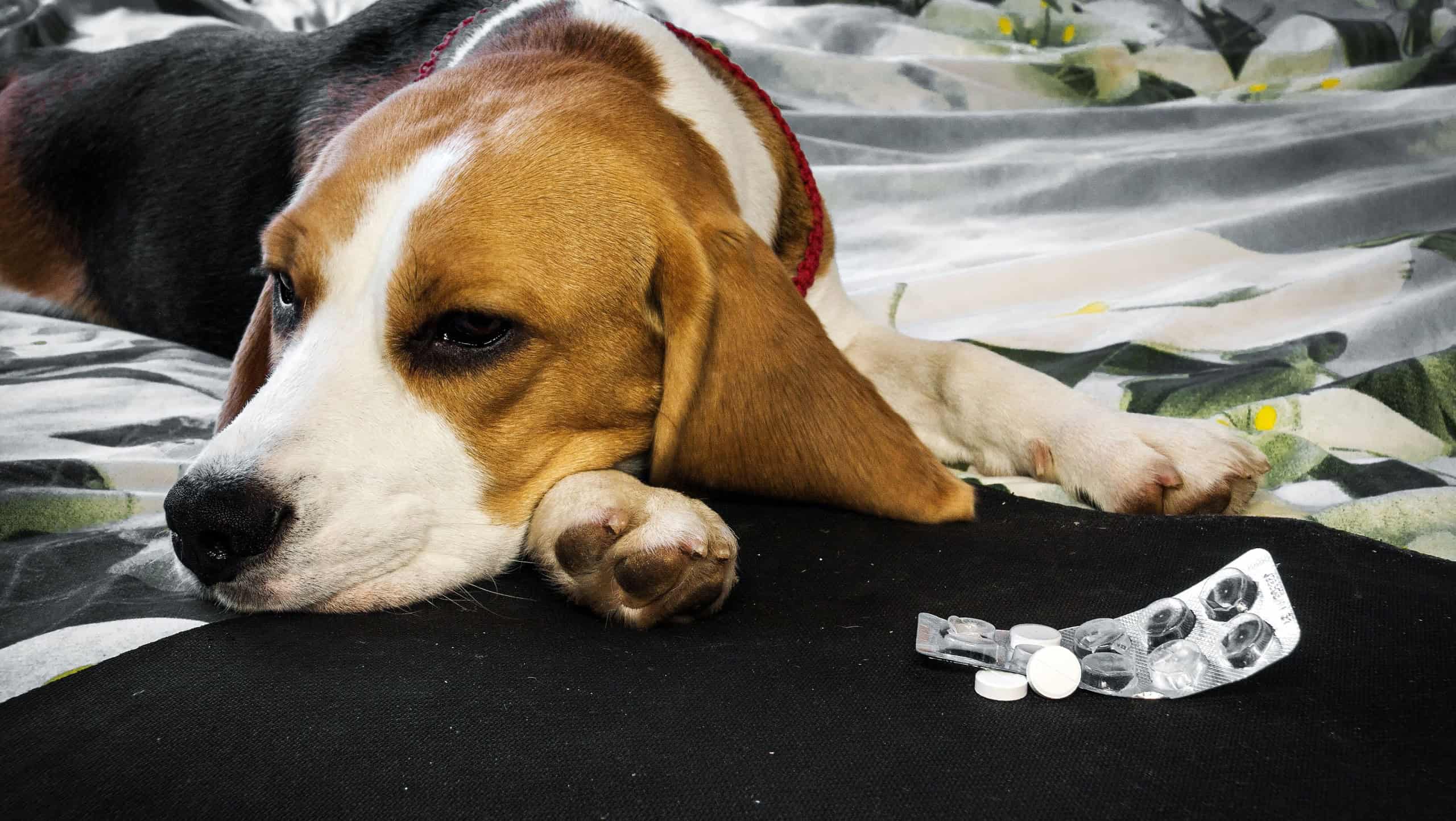 Own sick dog beagle with sad eyes before packing tablets.