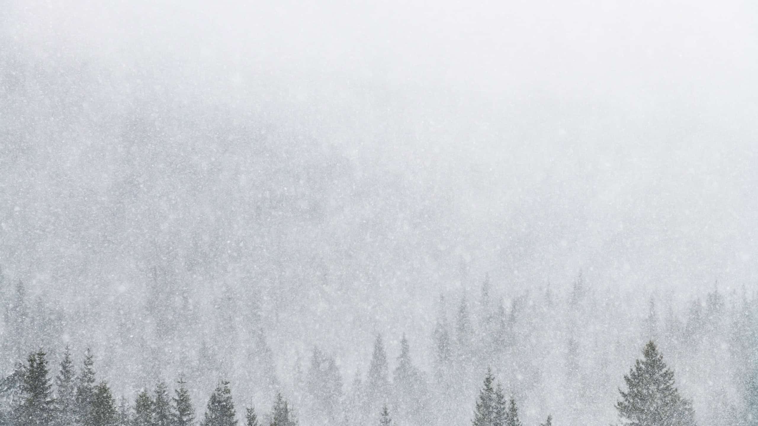Snowstorm in winter mountains. Snowy spruce and pine forest. Landscape photography