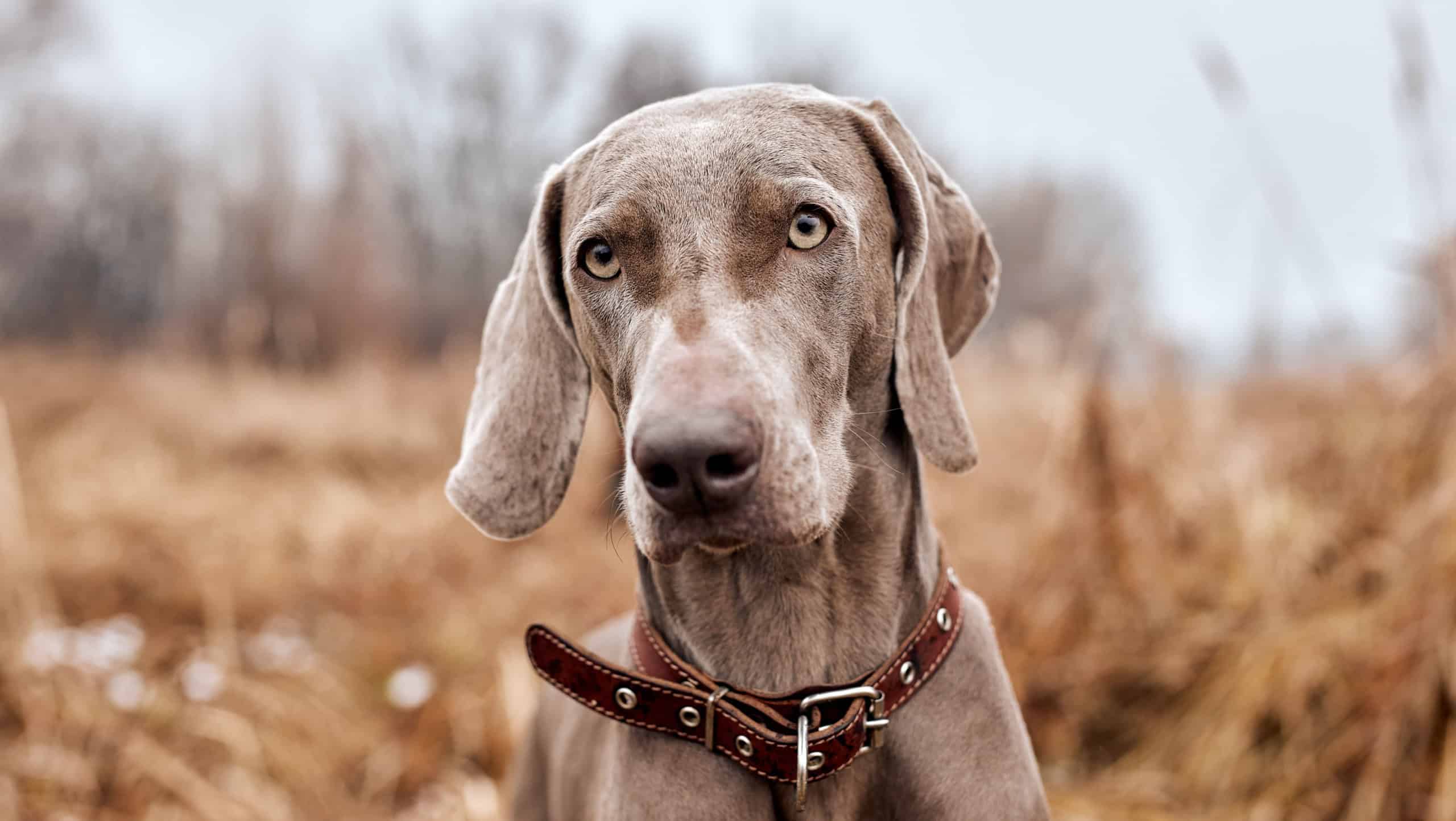 Beautiful Gray Purebred Weimaraner Dog Standing In Autumn Day. Large Dog Breds For Hunting. Weimaraner Is An All-purpose Gun Dog. Animals, Hunting, Wildlife Concept.