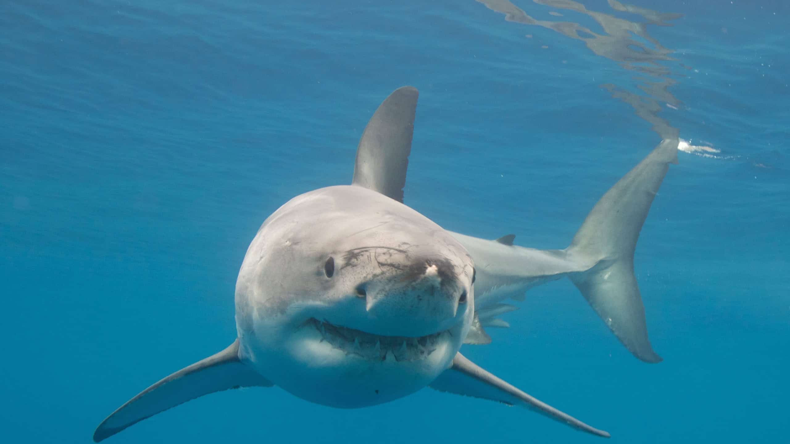 A great white shark in the water