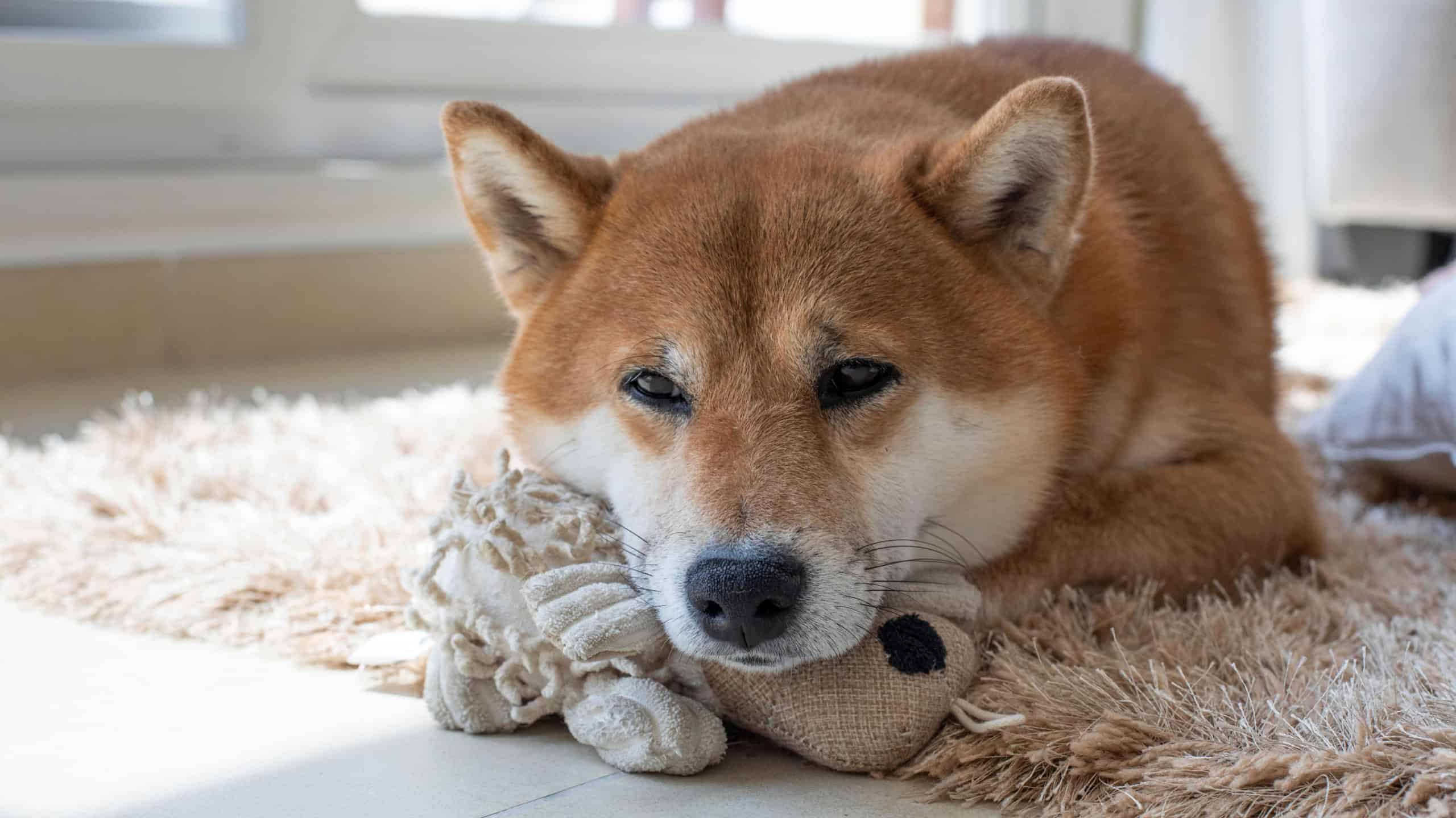 Domestic dog with toy on a shaggy rug at home with a toy looks out the window and waits for its owner to come. Lonely shiba inu puppy dog