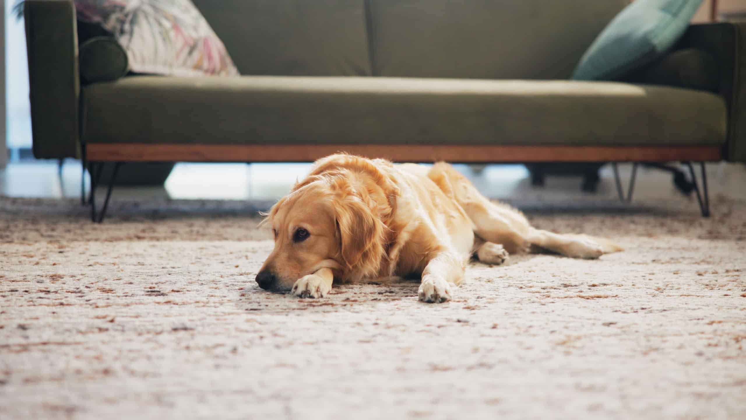 Tired, home and dog on floor to relax for resting, comfortable and lonely in living room. Animal adoption, pet and cute Golden Retriever lying on carpet with sadness, unhappy and sick in house