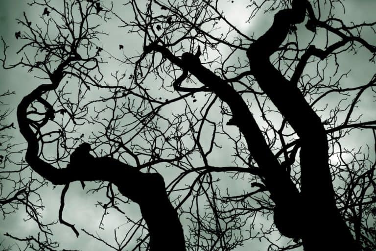 Leafless tree branches in a scary forest. Scary tree.