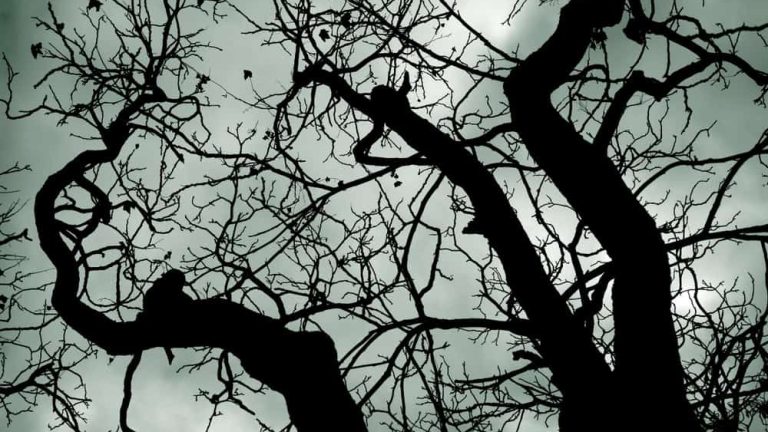Leafless tree branches in a scary forest. Scary tree.