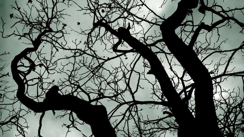 Leafless tree branches in a scary forest. Scary tree.