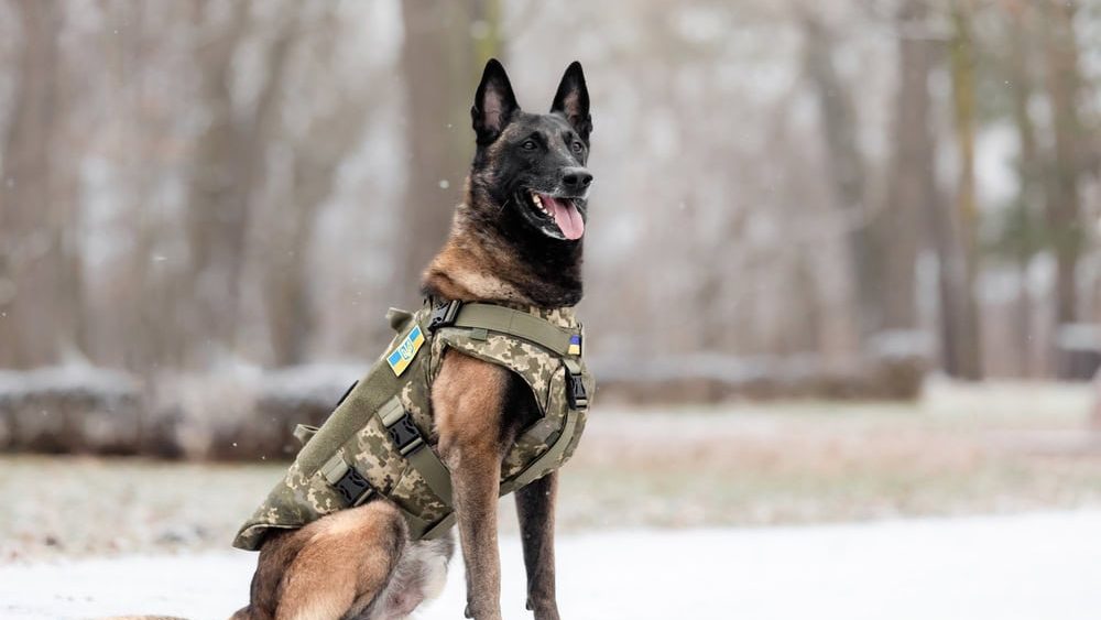 Dog armor. Dog in a bulletproof vest. Belgian Shepherd Malinois portrait outdoor. Working dog. Guard dog. Ukraine
