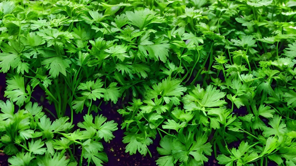 A closeup shot of bright green cilantro growing on a farm