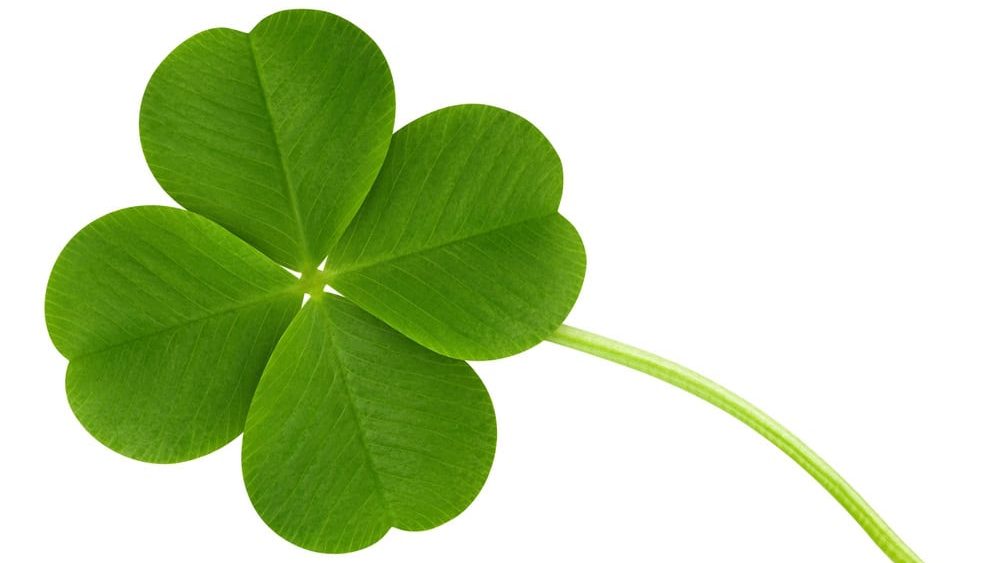 Clover isolated on white background, St. Patrick's Day symbol, clipping path, full depth of field