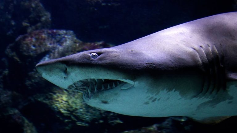 A closeup shot of a scary shark with big teeth underwater with rocks in the background