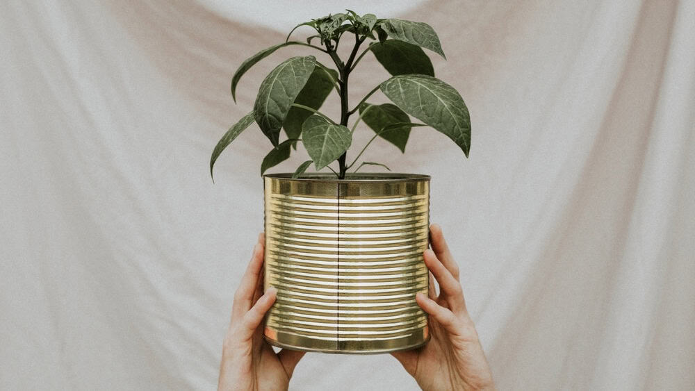 Plant in a recycled tin pot