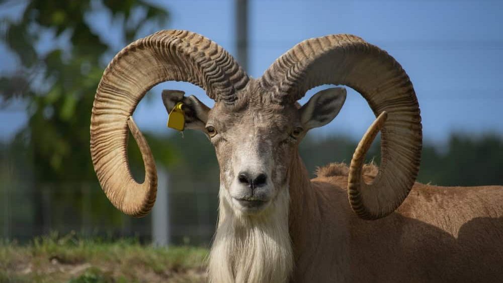 Male argali. Wild Altai mountain sheep with mighty spiral horns.