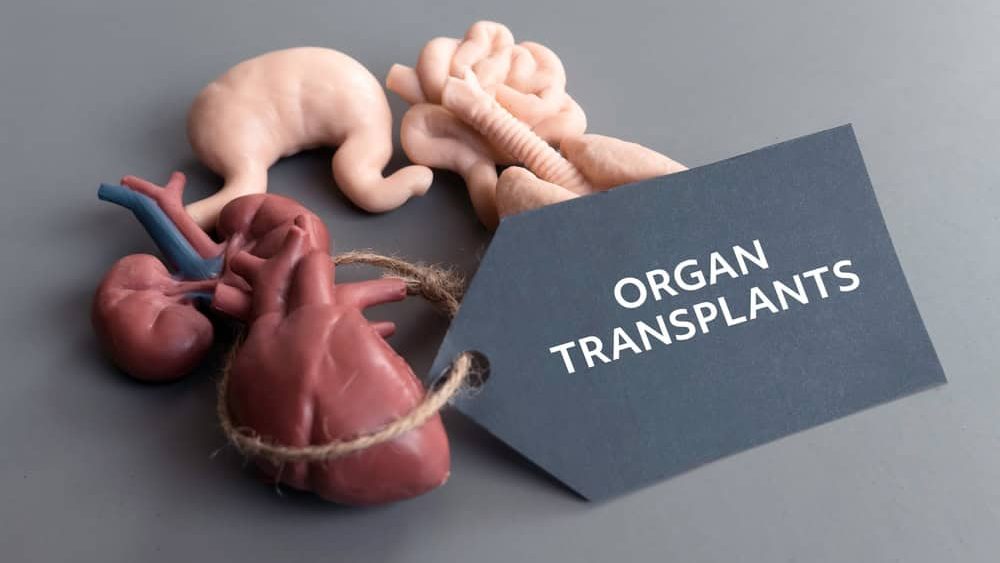 Organ Transplants Concept with Anatomical Models and Tag on Gray Background