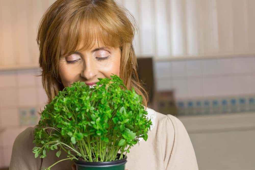 Mature adult woman smelling green herb in black plastic pot in home kitchen wearing lace blouse. Microgreens, planter, window, sunlit, serene, inhaling, freshness