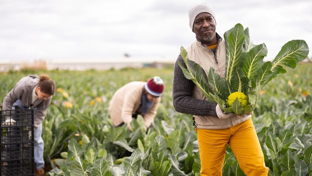 African farmer harvests broccoli in front of workers. Team of farmers in the field harvesting broccoli