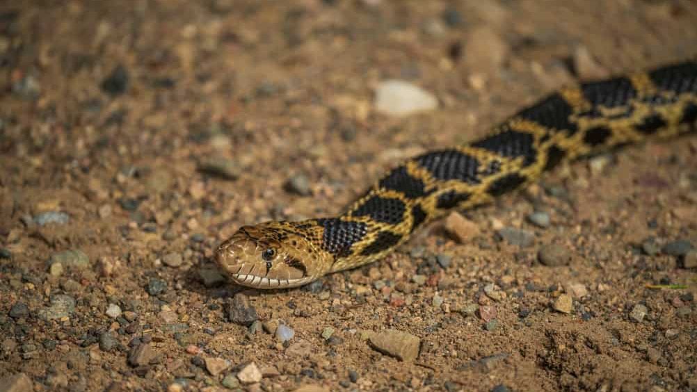 Bullsnake close-up with eye detail