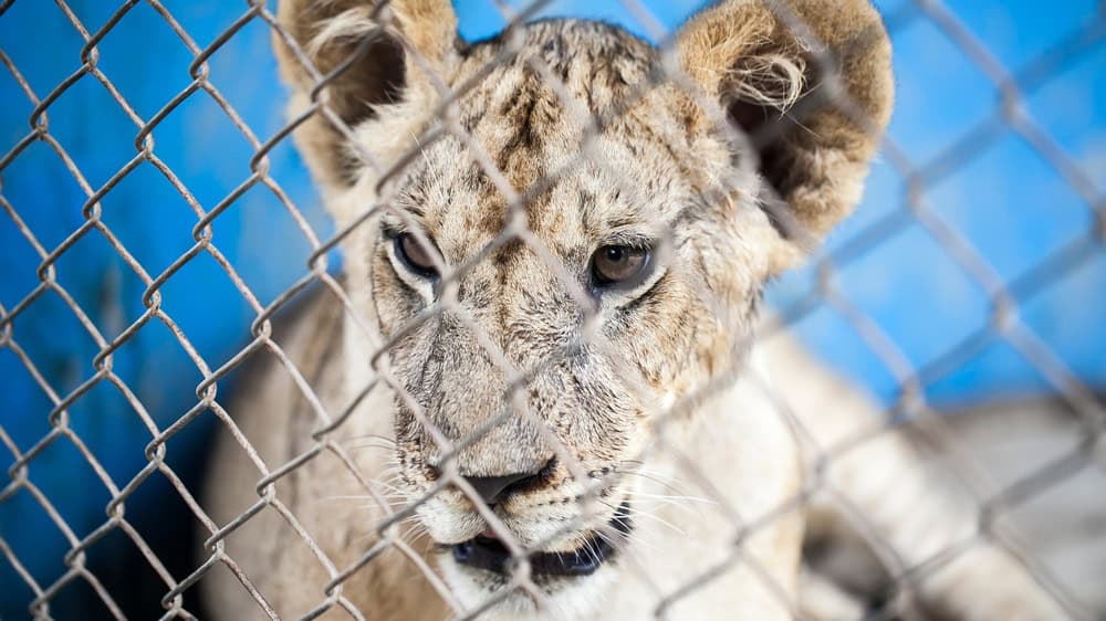 Lion Cub in cage