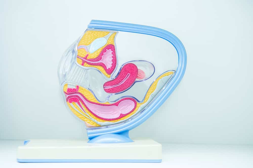 Female internal genital organs sectional, structure of the female reproductive system in plastic mold for the education physiology. Selective focus, copy space