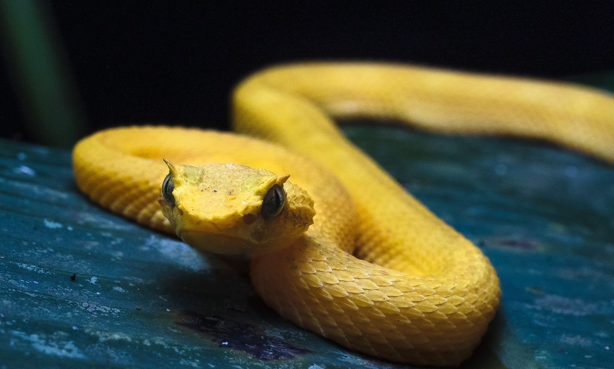 a closeup of golden lancehead venomous snake, Bothrops insularis