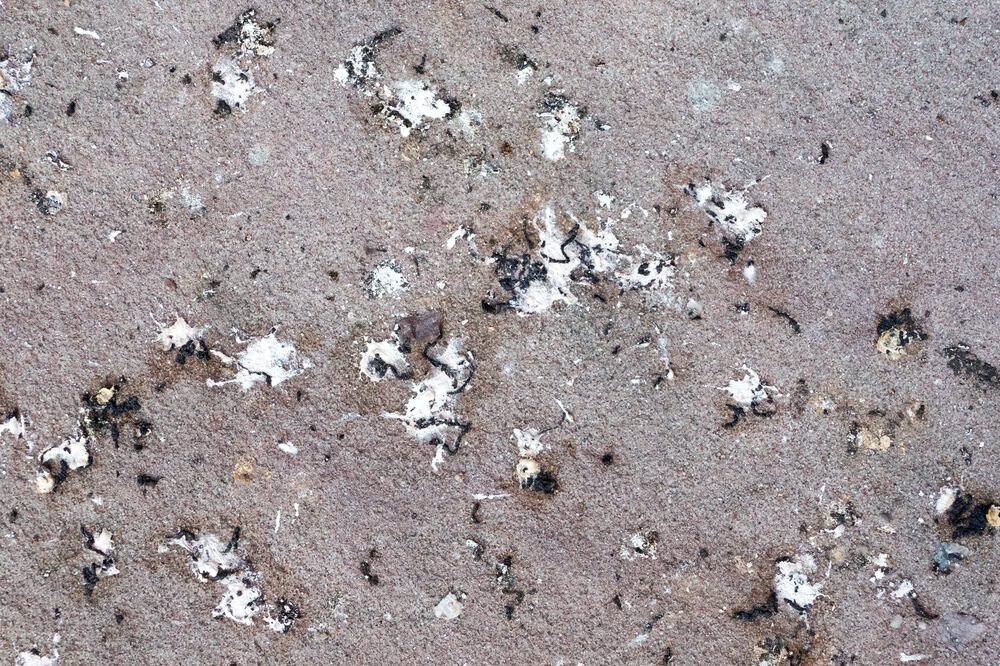 An image of some bird poop on the ground
